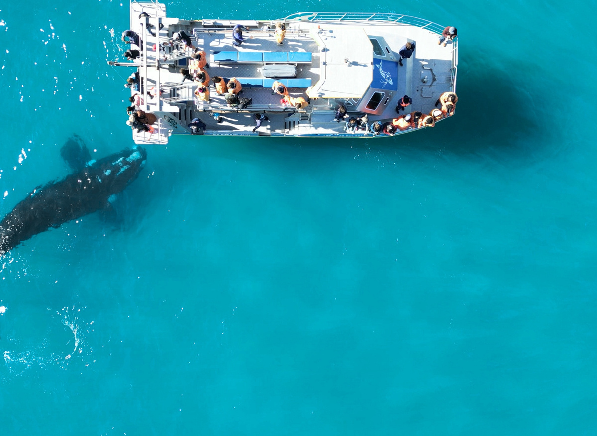 A Curious Southern Right Whale Encounter