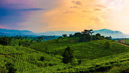 rolling-hills-of-rwanda-on-elephantgrass-scaled.jpg