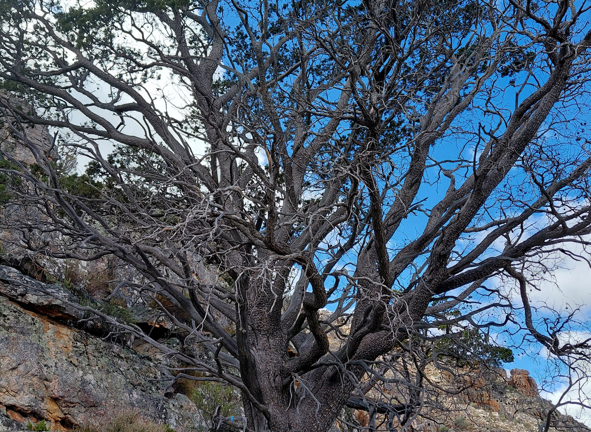 Clanwilliam Cedar.jpg