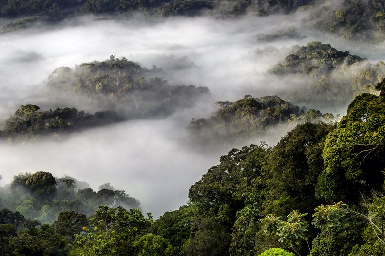 E76F-nyungwe-national-park-rwanda.jpg