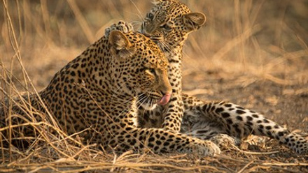 Leopard Legacy_Into Nature Productions (c)-0643.jpg