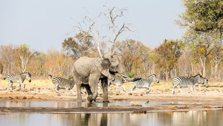 Wilderness Safaris Zimbabwe Hwange.jpg