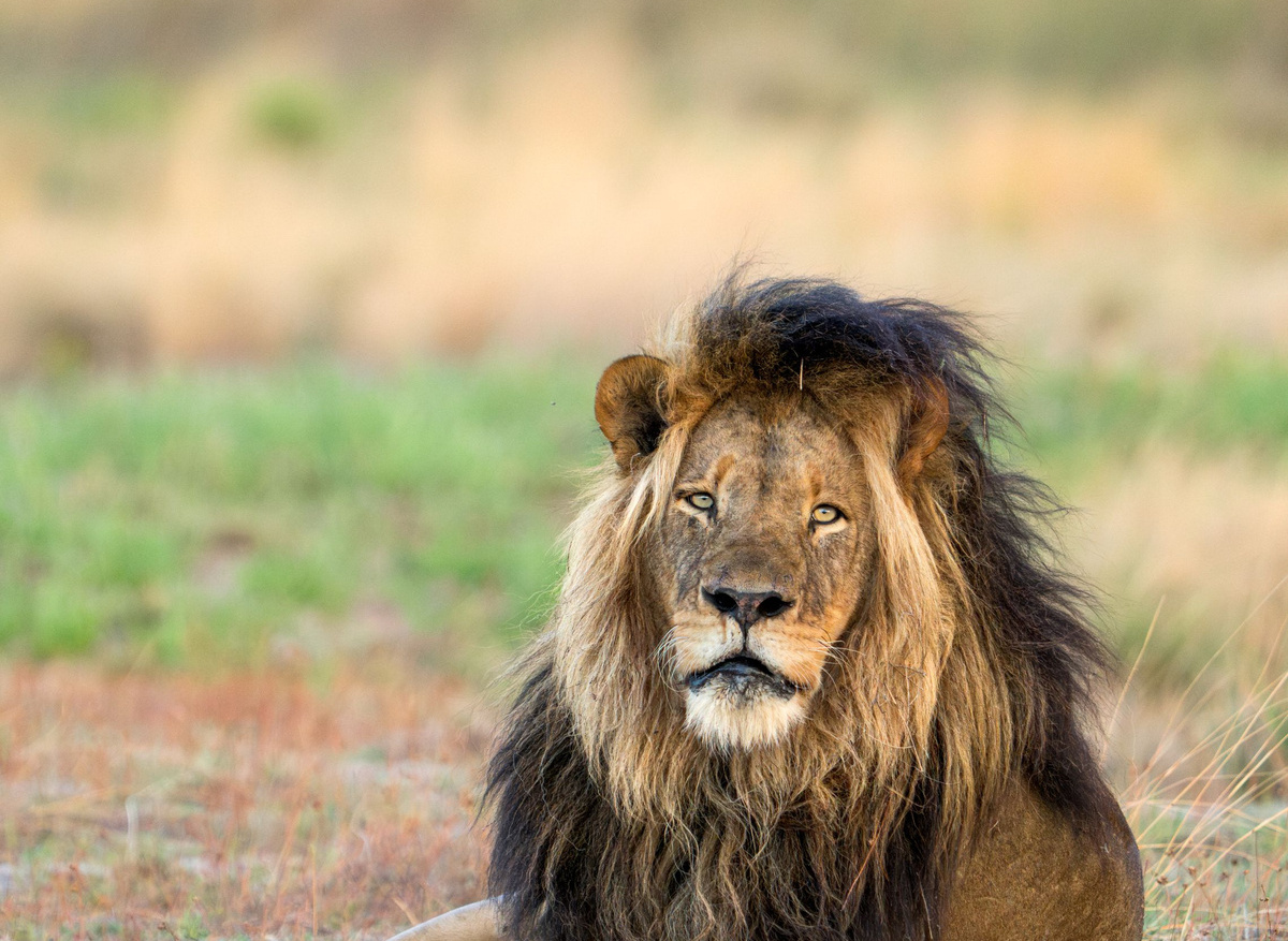 Big lion male - SAFARI FRANK.jpg