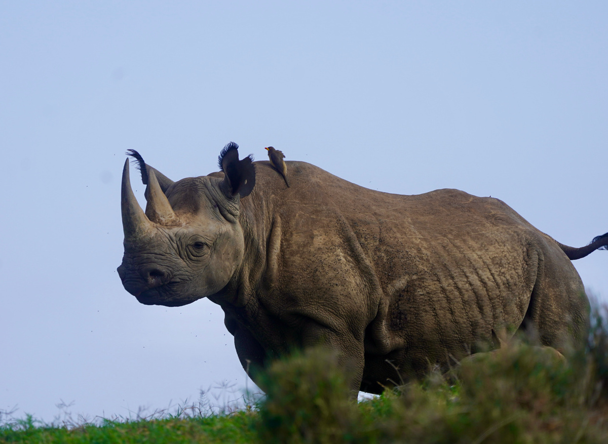 Rhino on Borana Conservancy 