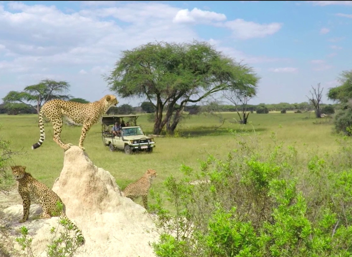 The Hide_Cheetah on a Game Drive_BANNER.jpg