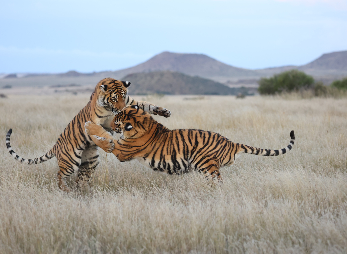 Wildlife- Tigers Play 