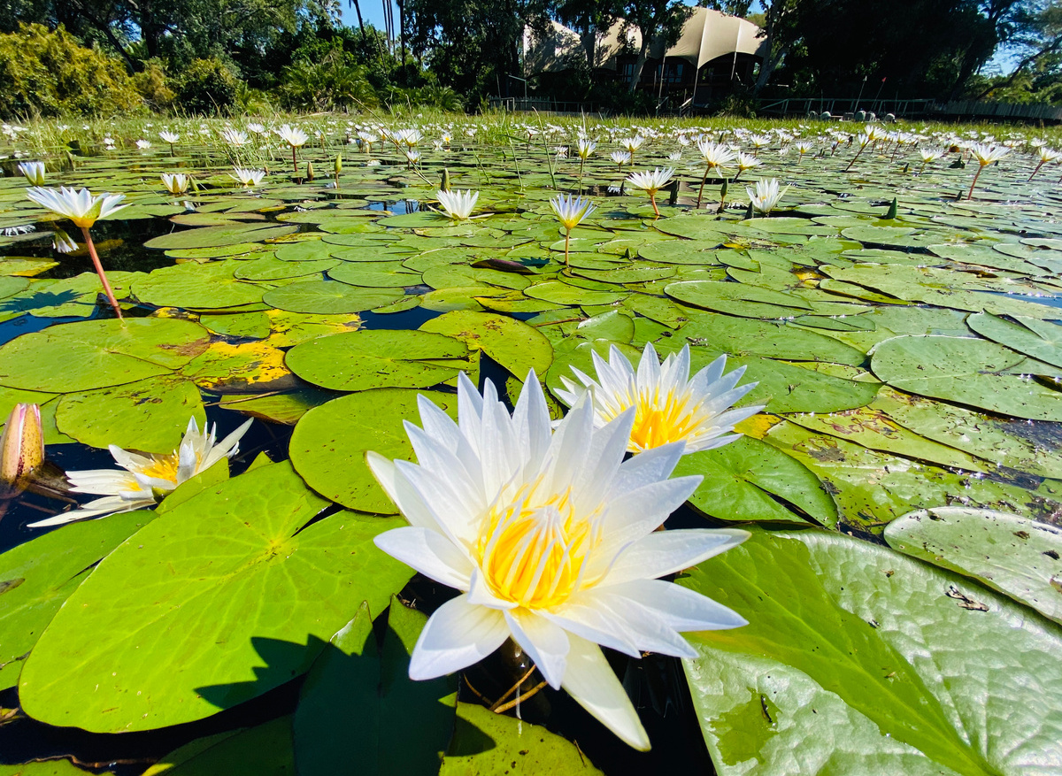 Water Lilies 