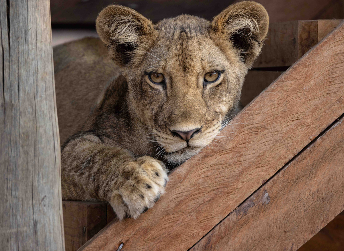 Lion Cub platform