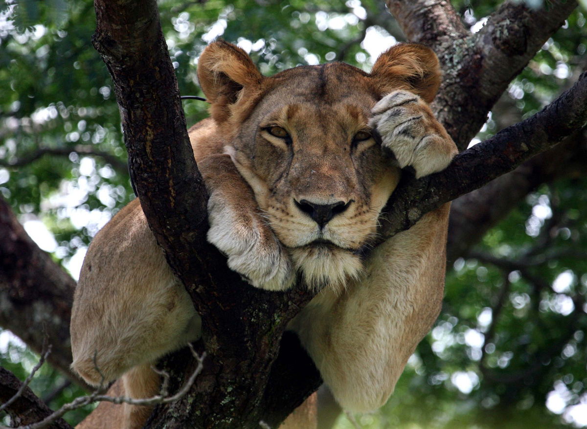 FAV 16- PN Lago Manyara. Memorias de Africa. Tanzania.ok.jpg