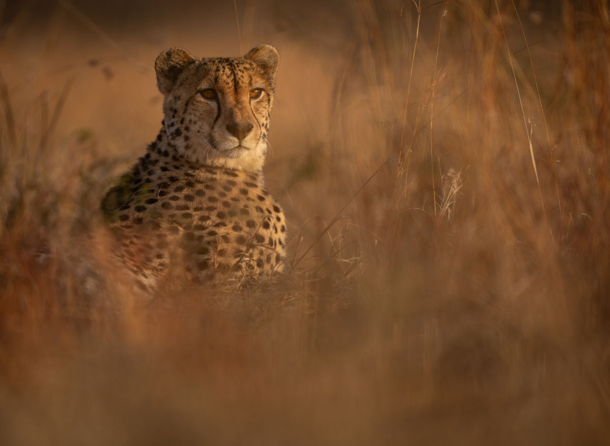 Singita Kruger National Park Wildlife