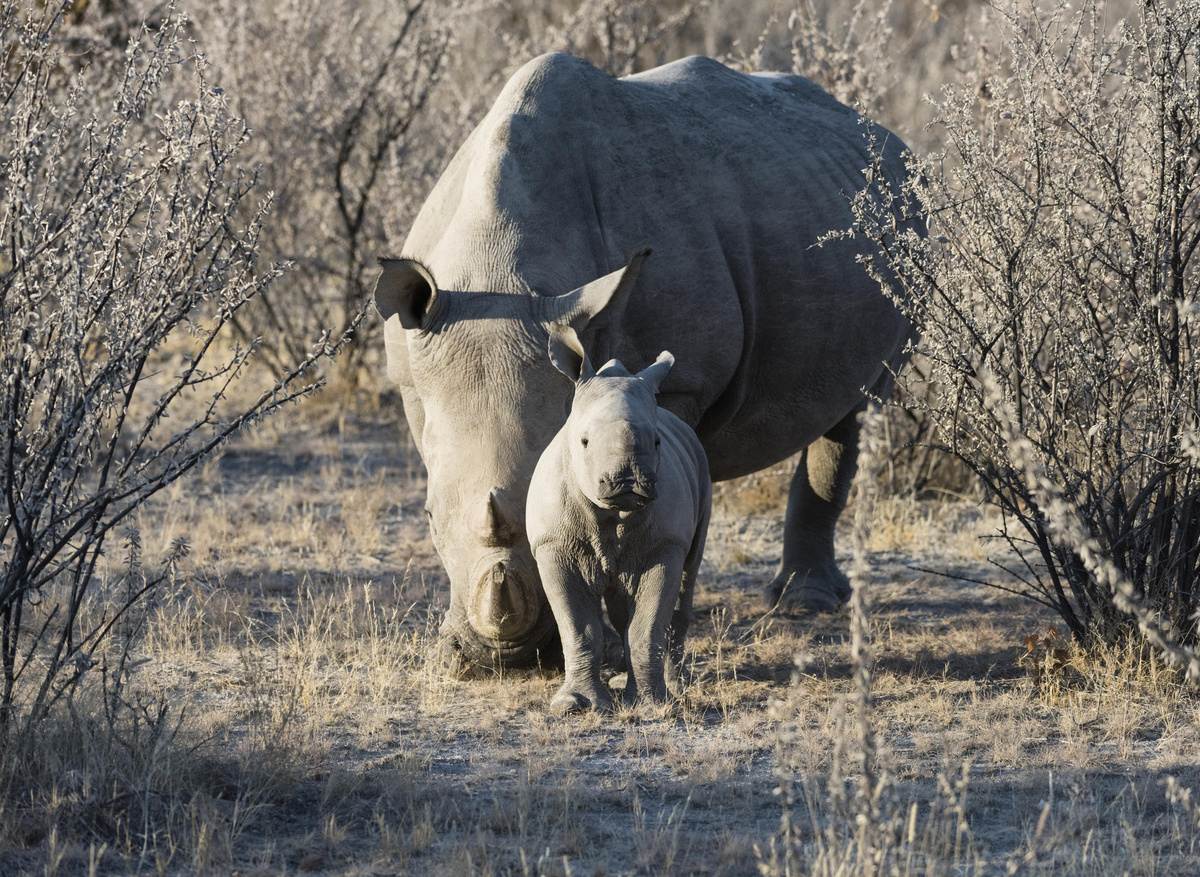 Ongava Game Reserve _1.jpg