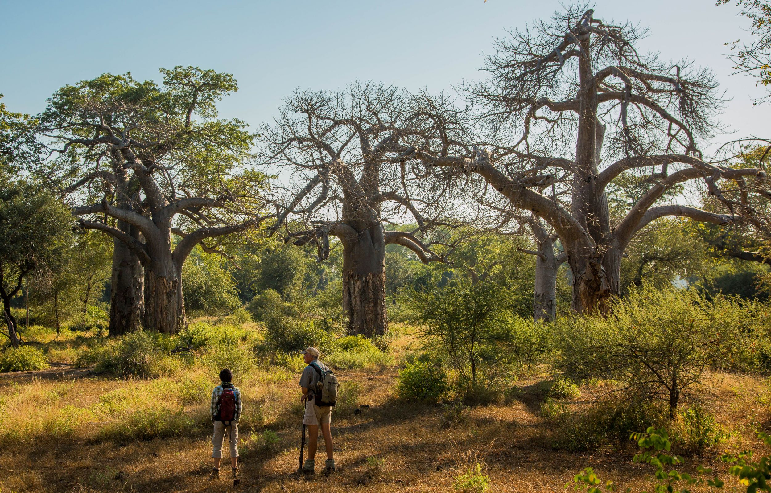 Baobab-Forest-2 Webinar promo image.jpg