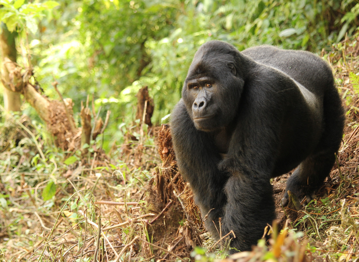 Silverback Bwindi High res photo Lyndsay Harshman 2.jpg