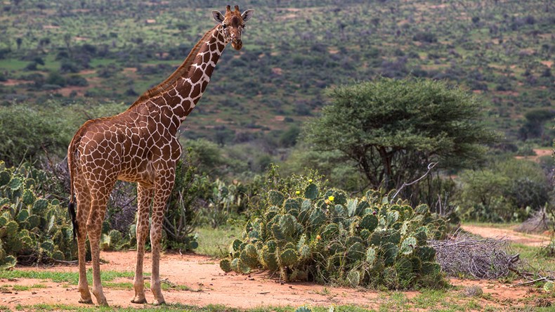 reticulated-giraffe.jpg