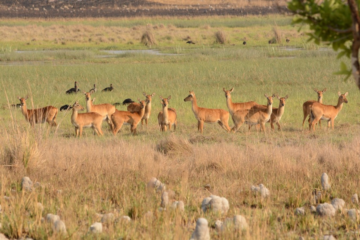 Kasanka National Park.jpeg 1