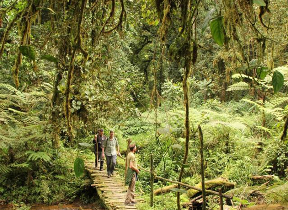 Bwindi Ivy Trail.jpg