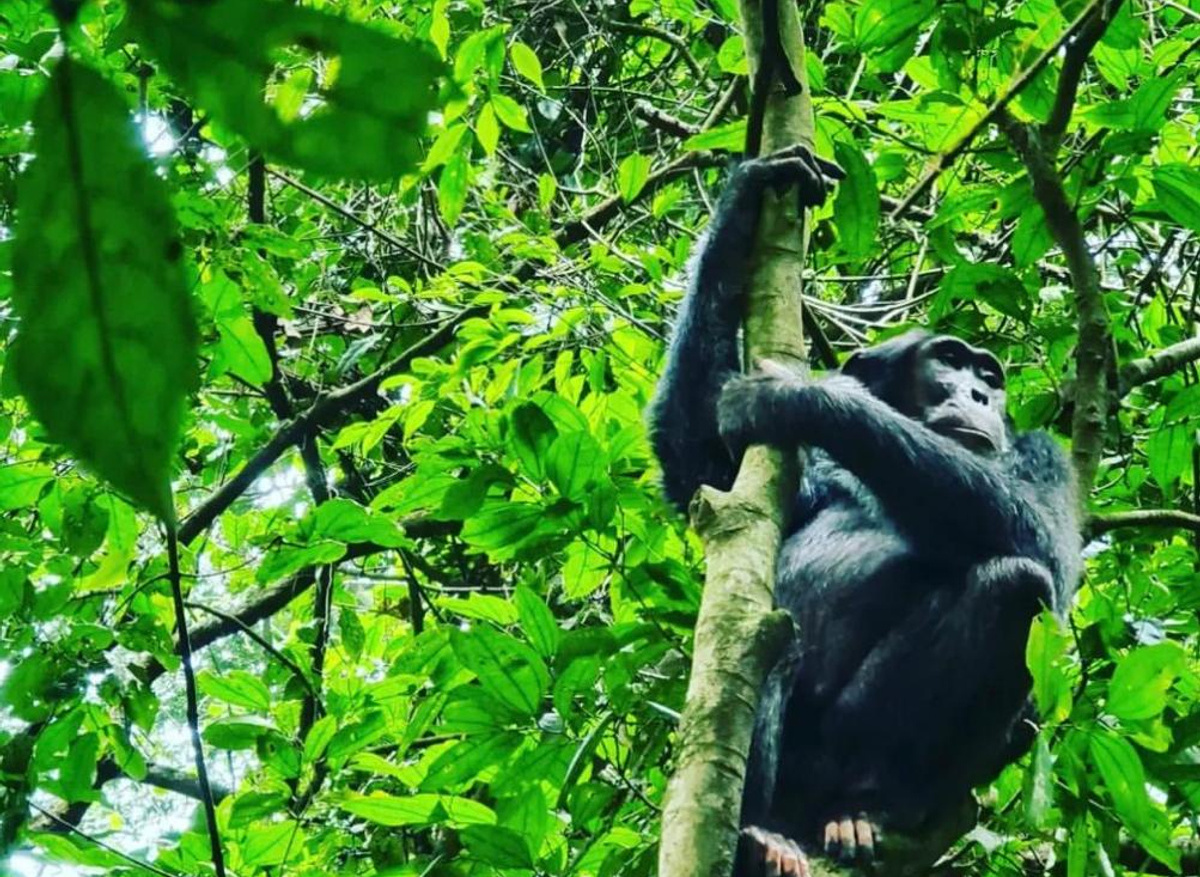 Murchison Fall National Park