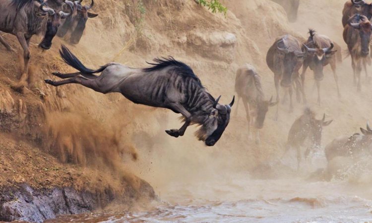 The-Great-Wildebeest-Migration-750x450.jpg