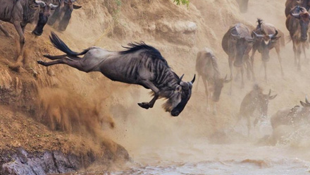 The-Great-Wildebeest-Migration-750x450.jpg
