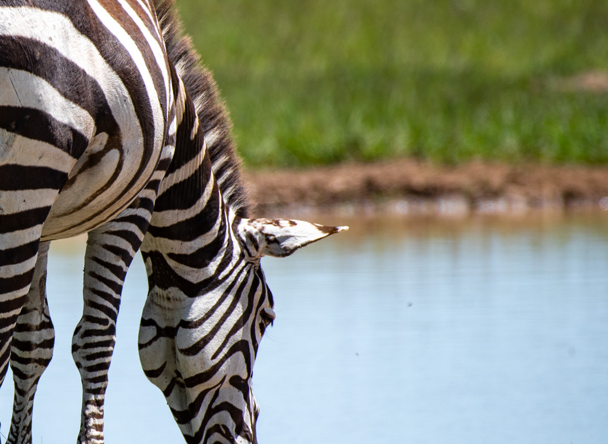 Zebra.jpg
