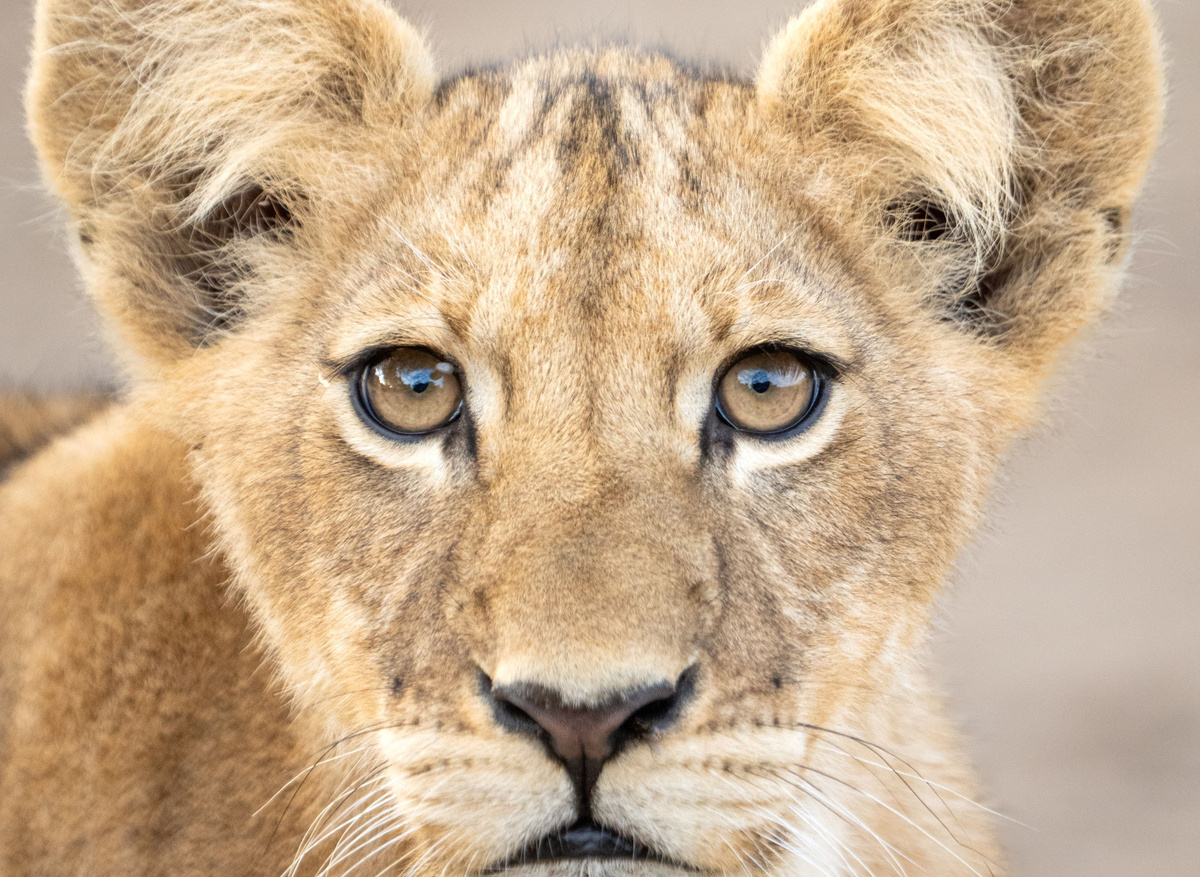 Lion cub - Zambia.jpg