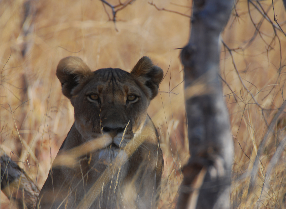 Gonarezhou National Park