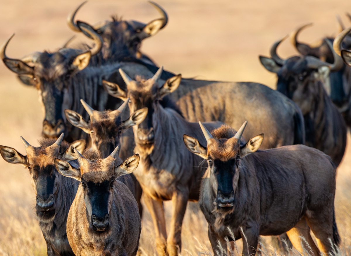Wildlife- Wildebeest 