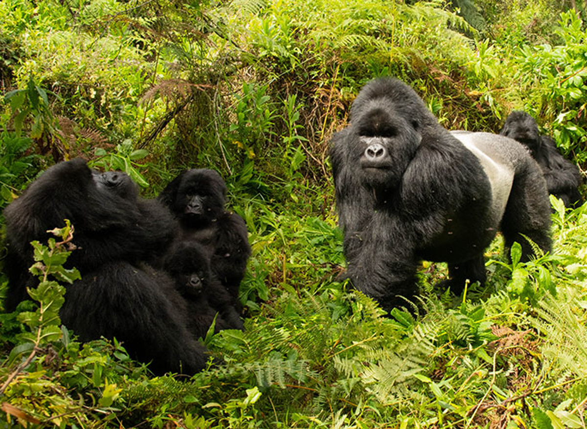 Primate Trekking 16.jpg