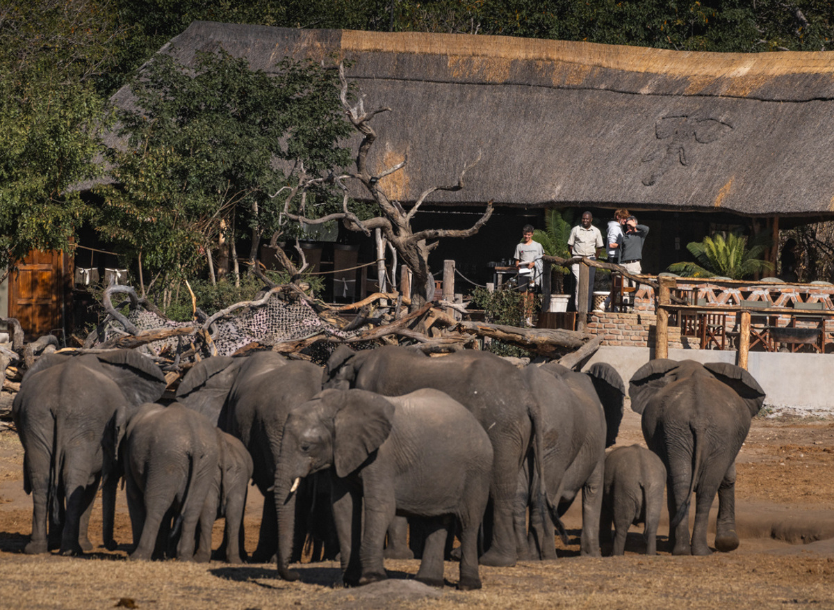 Khulu-Bush-Camp-Front-View-Elephants-02.jpeg