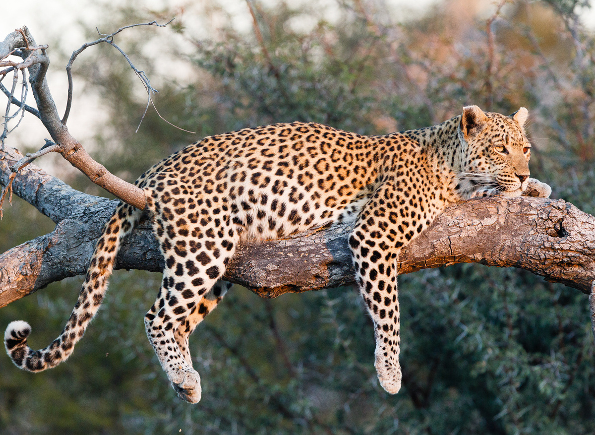 Leopard Okavango Delta Bostwana.jpg