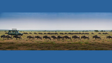Tanzania Serengeti Wildebeest.jpg