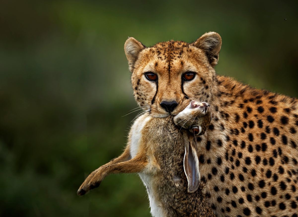 Cheetah hunt a rabbit.jpg