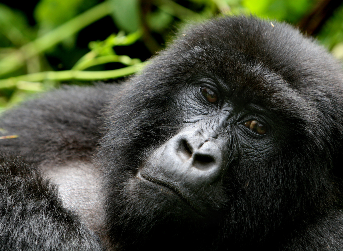 Rwanda Gorilla.jpg