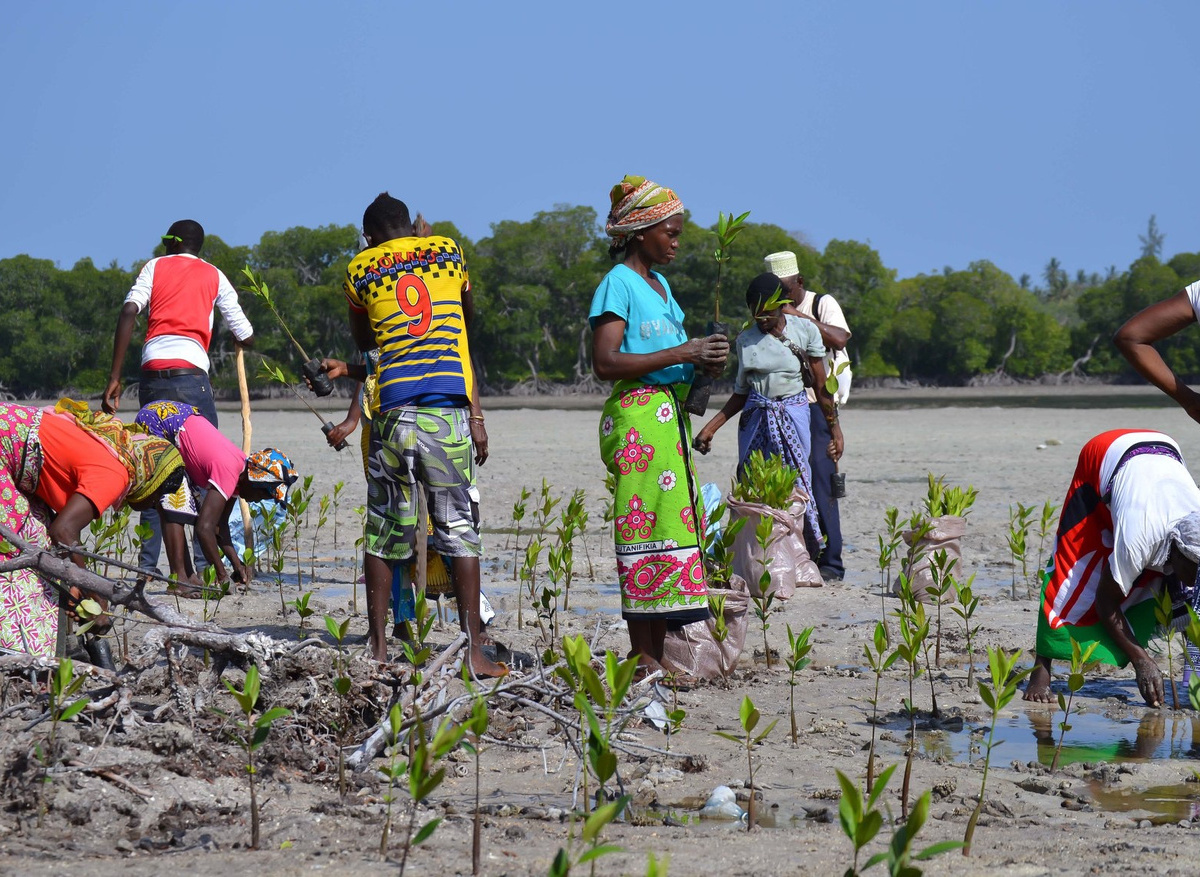 13Mangrove planting.JPG