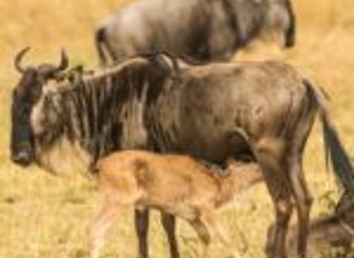 wildebeest birthing season at Roving Bushtops.jpg