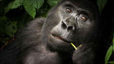 Wild Frontiers gorilla.jpg