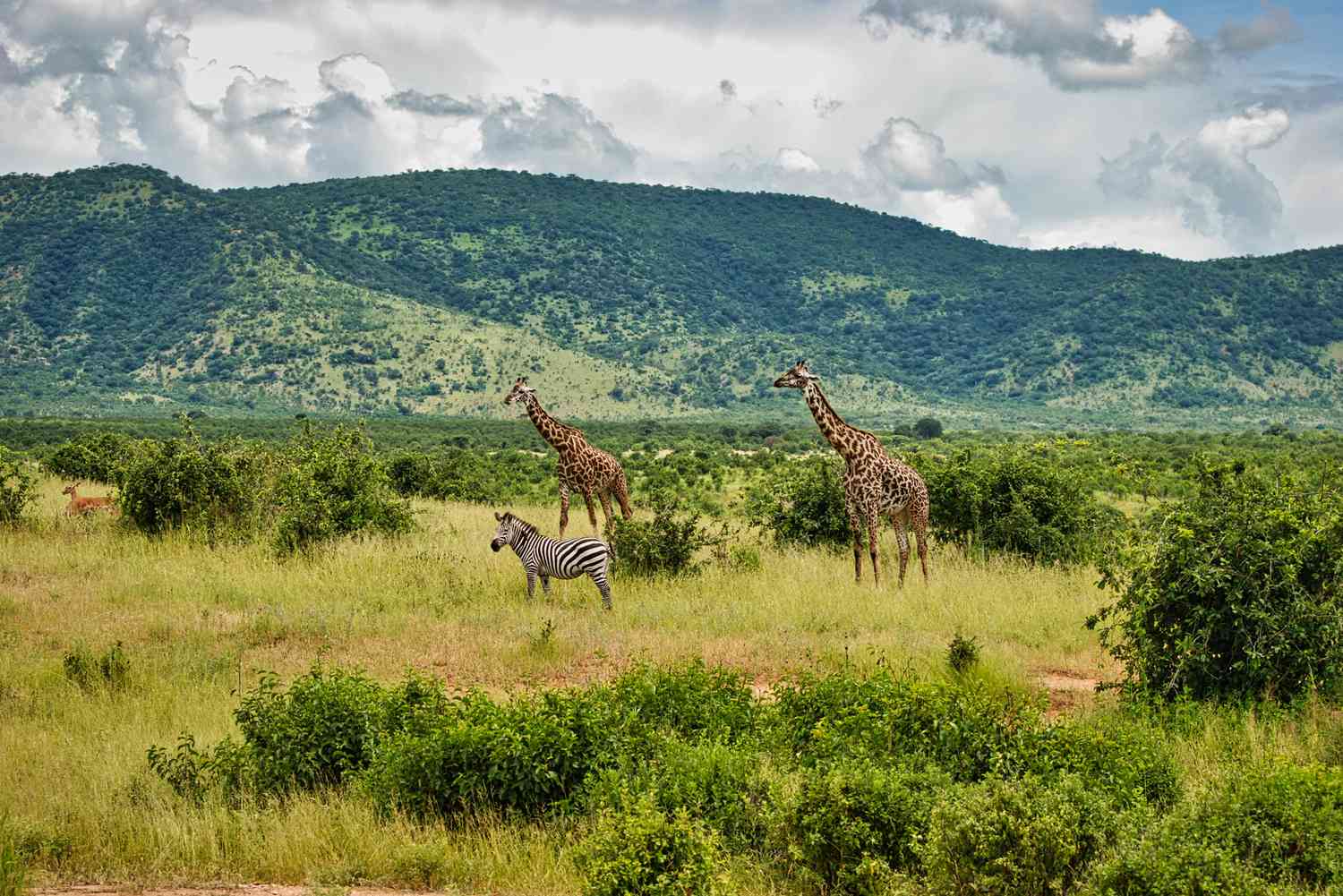 tanzania national parks news.jpg