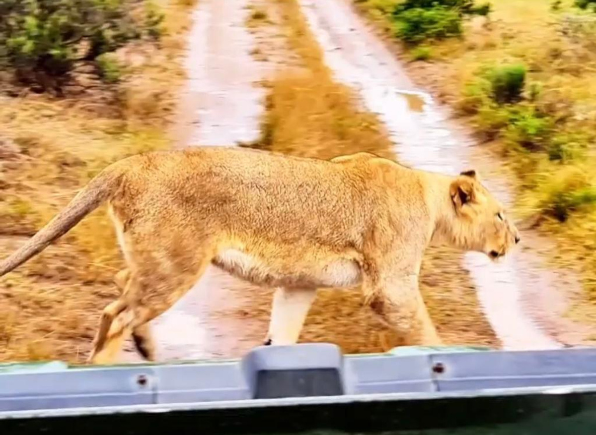 Lion crossing 