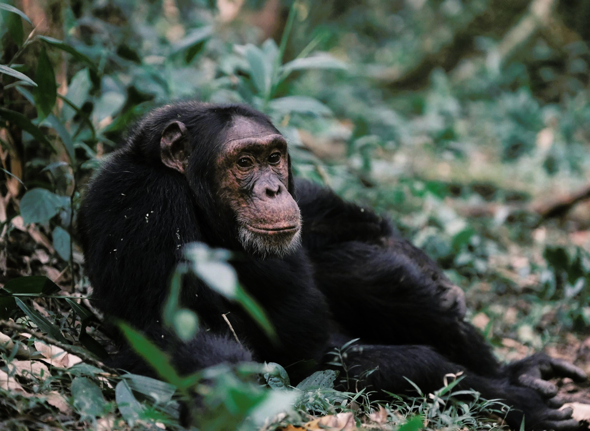 chimpanzee-tracking-kibale-uganda-comfort.2.jpg