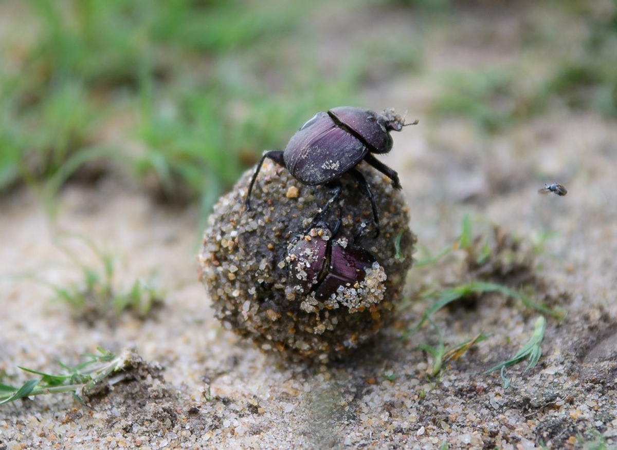 This is how we roll - dung beetle