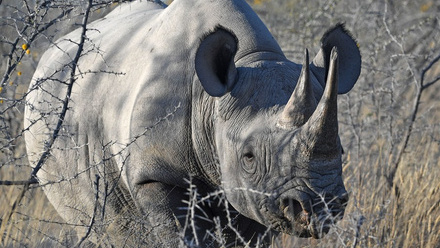 Namibia Elephant Rhino.jpg