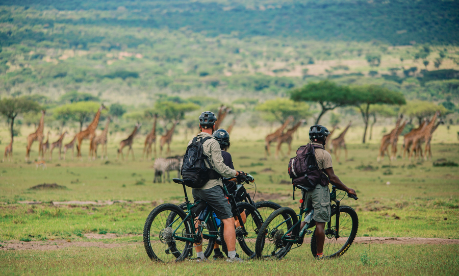 Ride+the+Serengeti+Giraffe.png