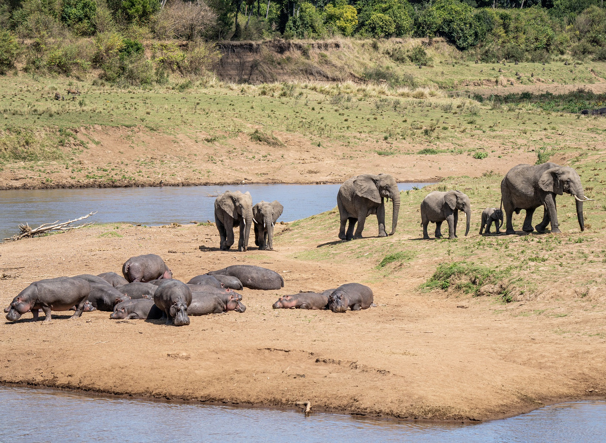 View of elephants and hippos