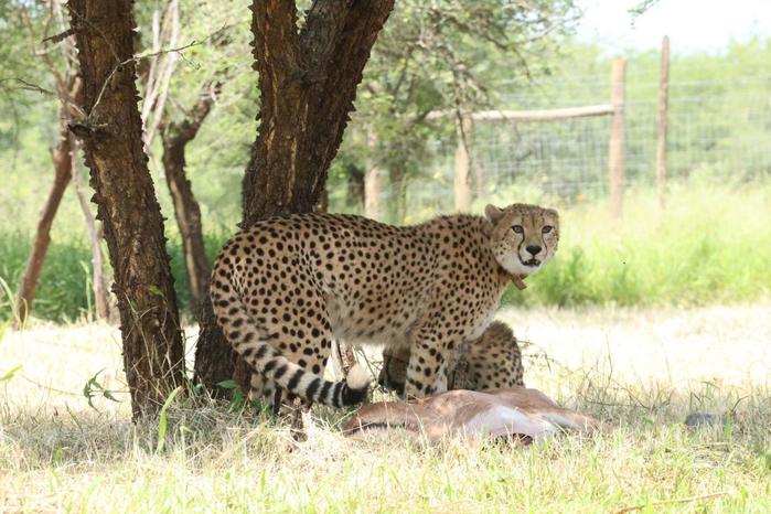 Cheetah rewilding and Cheetah Champions project.JPG 1