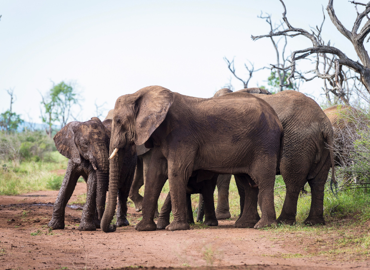 Wildlife SWZ Elephant 2 (JR).jpg