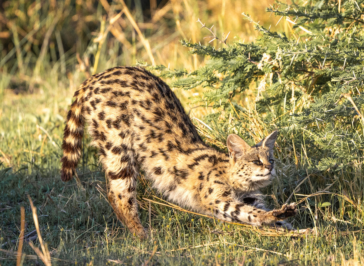 36713CA3-72C8-43B2-977BF38F7A049E30_5