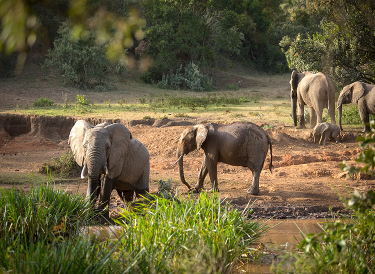 Elephants at Kruger