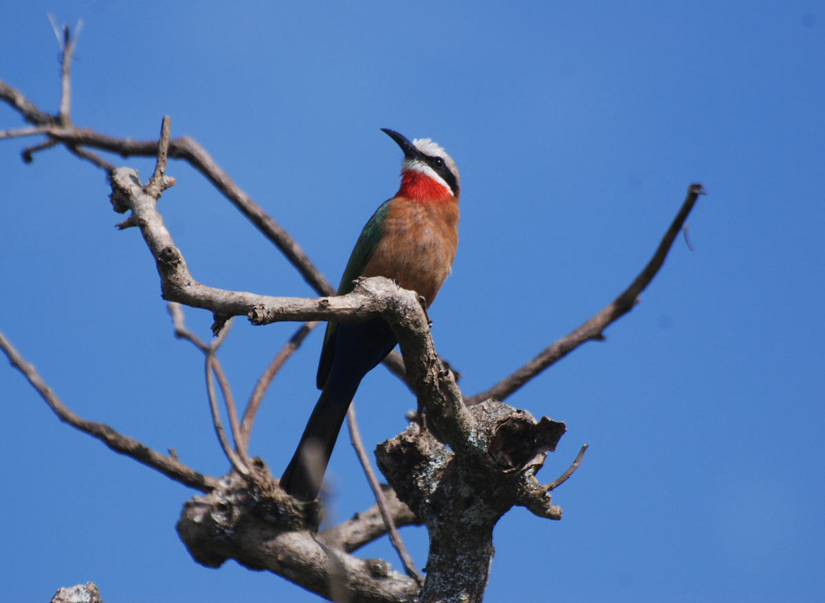 Tanzania Tim H 376.JPG