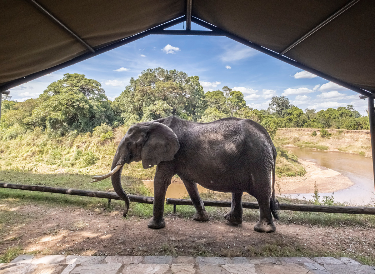 Elephant outside tent at Governors' Camp