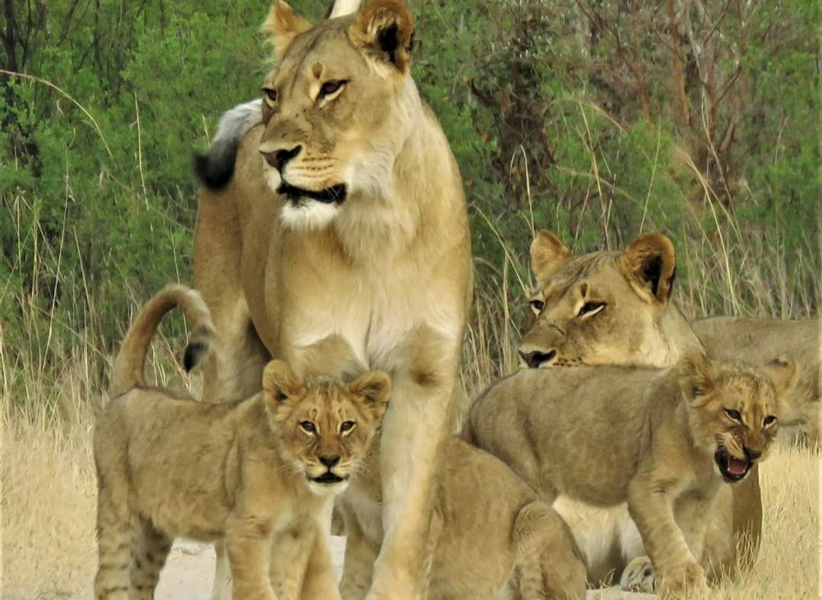 Hwange National Park